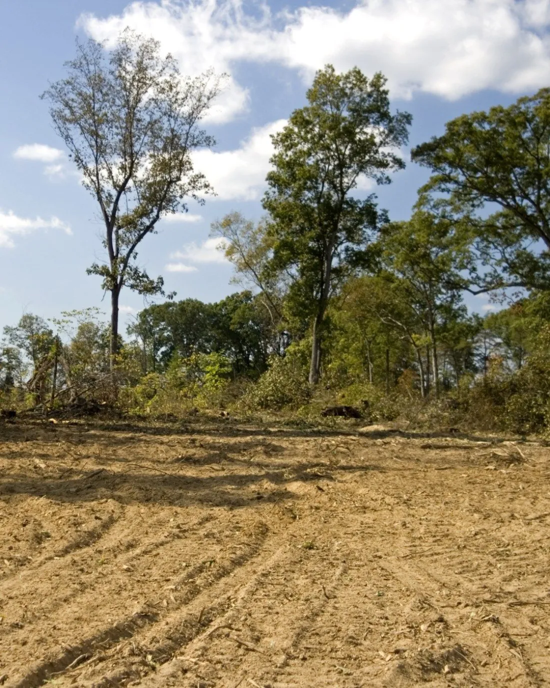 Cleared, leveled ground after stump and brush removal on a Northshore property